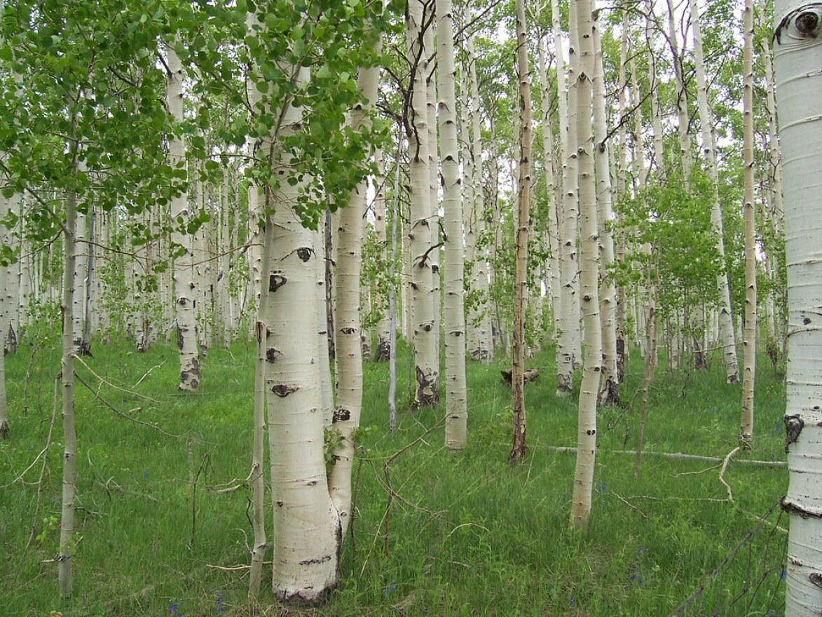 Quaking aspens (Populus tremuloides) at high elevation in Zion National Park, UT